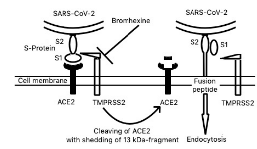 Bromhexine As A Potential Covid-19 Prophylactic